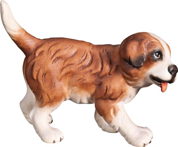 Bernhardiner Welpe Bernhardiner Welpe