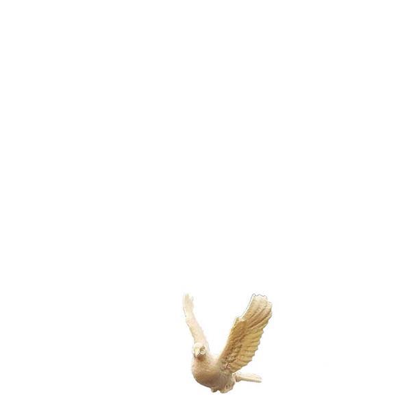 Taube fliegend