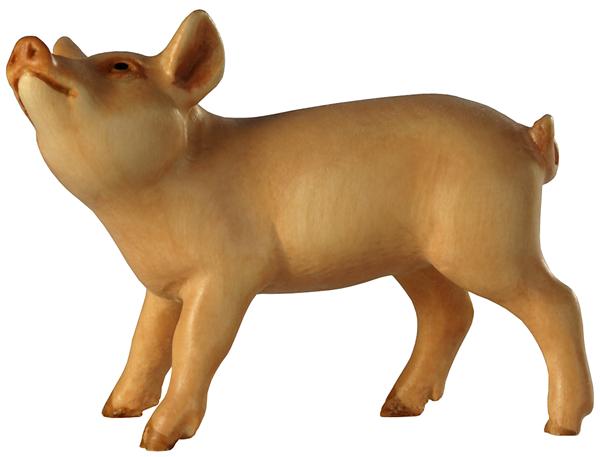 Ferkel Kopf oben Ferkel Kopf oben