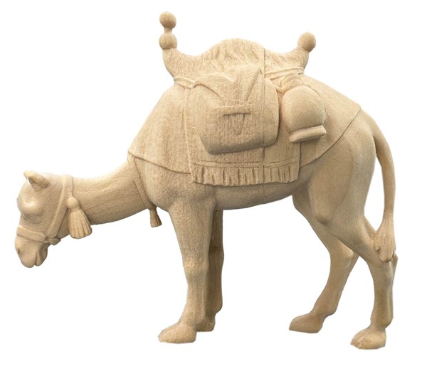 Kamel fressend Kamel fressend