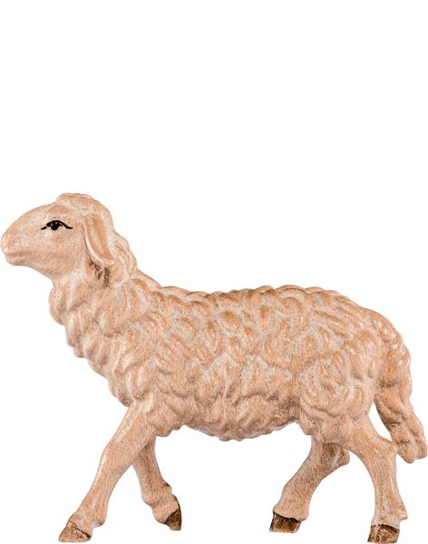 Schaf gehend Schaf gehend