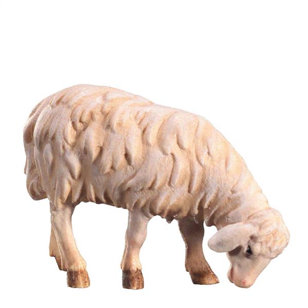 Schaf neu äsend Schaf neu äsend