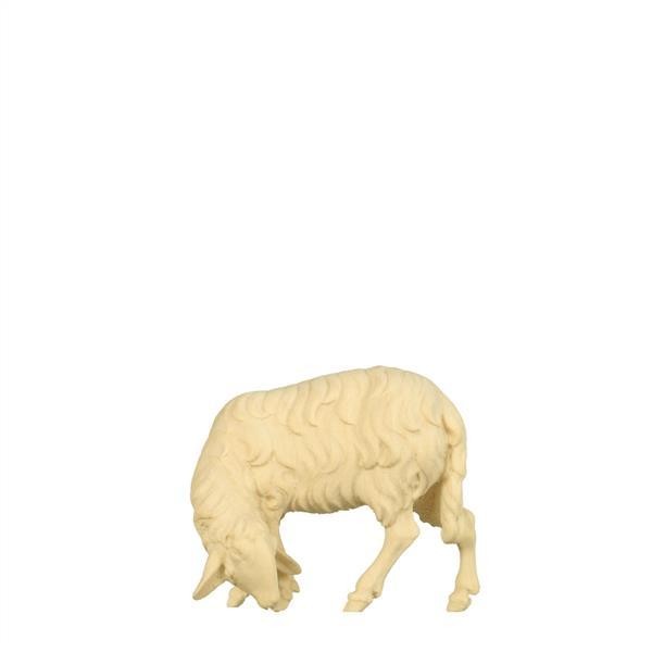 Schaf äsend Schaf äsend