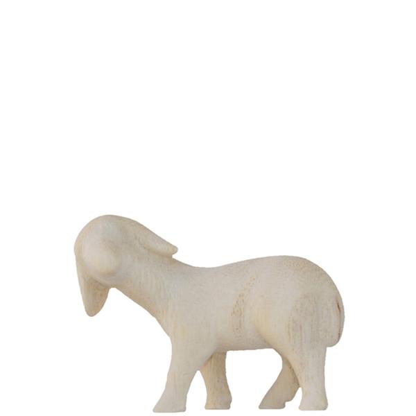 Schaf schauend Schaf schauend