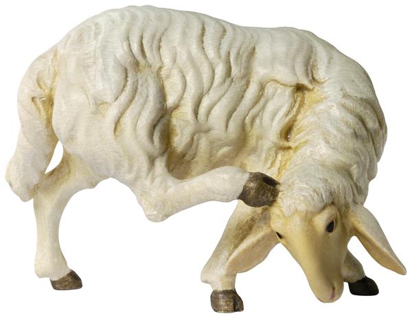 Schaf Kopf nach hinten Schaf Kopf nach hinten