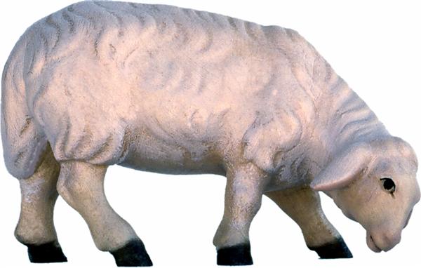 Schaf äsend Schaf äsend