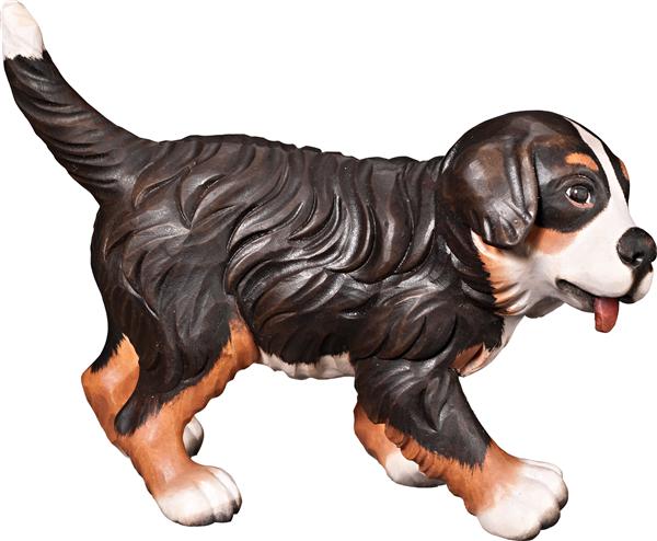 Berner Sennenhund Welpe Berner Sennenhund Welpe