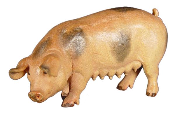 Schwein