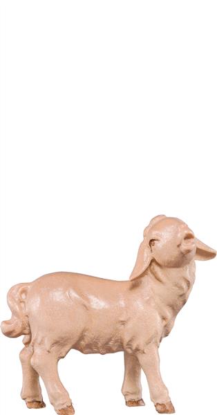 Lamm stehend Artis Lamm stehend Artis