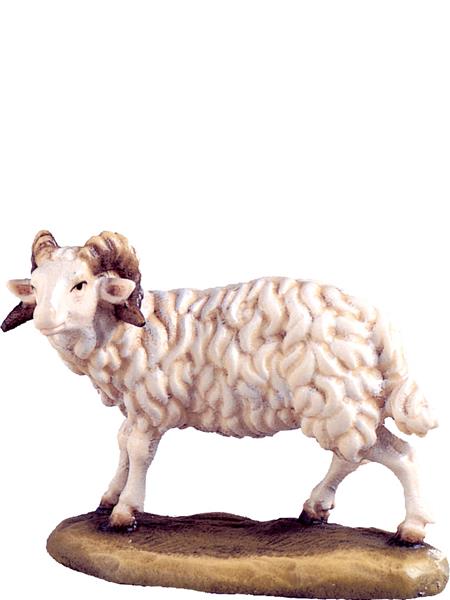 Widder