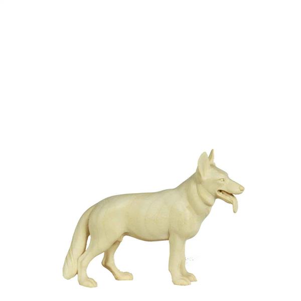 Schäferhund glatt Schäferhund glatt