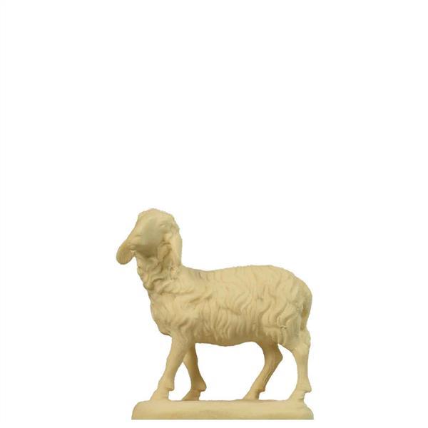 Schaf stehend Schaf stehend