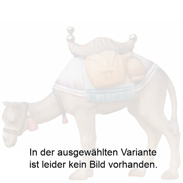 Kamel fressend Kamel fressend