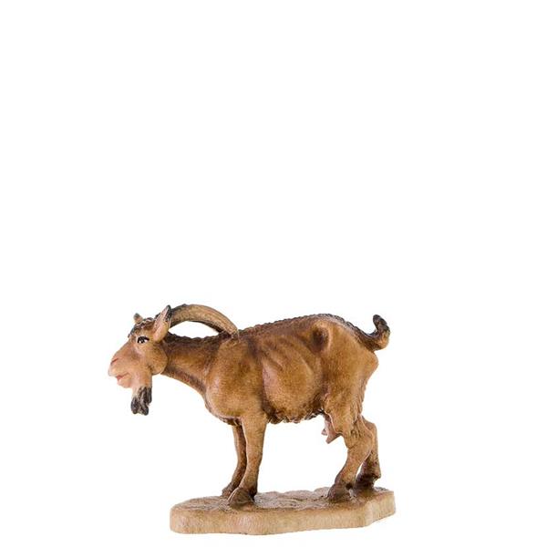 Ziege mit gesenktem Kopf Ziege mit gesenktem Kopf