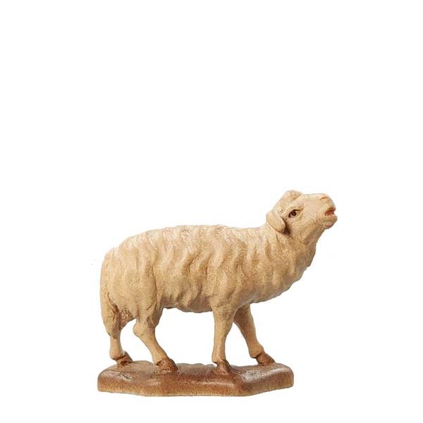 Schaf blöckend Schaf blöckend