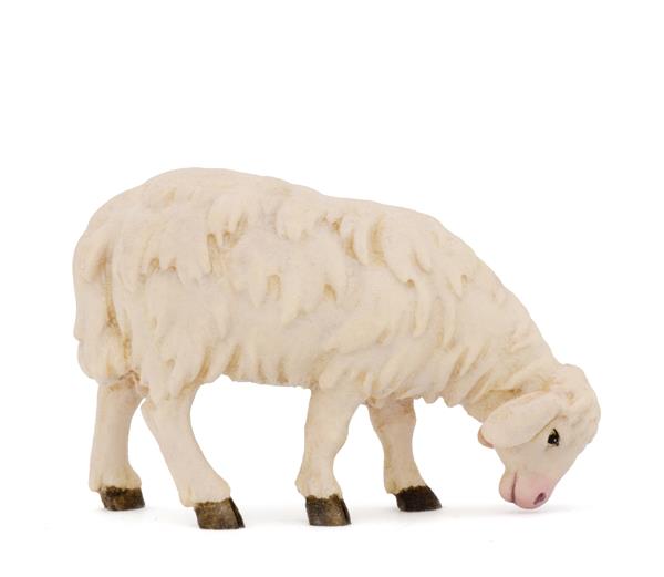Schaf neu äsend Schaf neu äsend