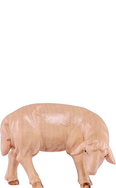 Schaf grasend Artis Schaf grasend Artis