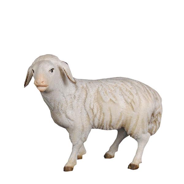Schaf schauend