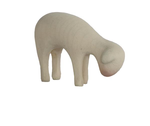 Schaf äsend Schaf äsend
