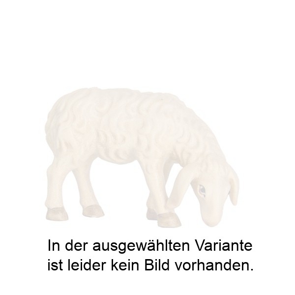 Schaf grasend