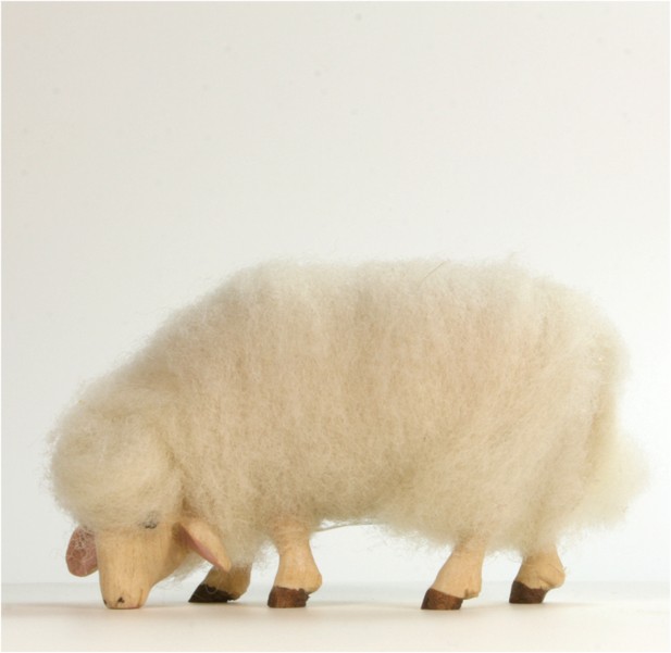 Wollschaf äsend Wollschaf äsend