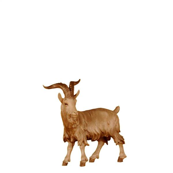 Ziegenbock stehend Ziegenbock stehend