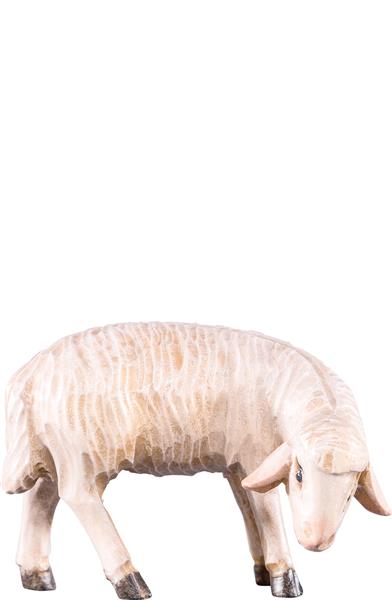 Schaf grasend Schaf grasend