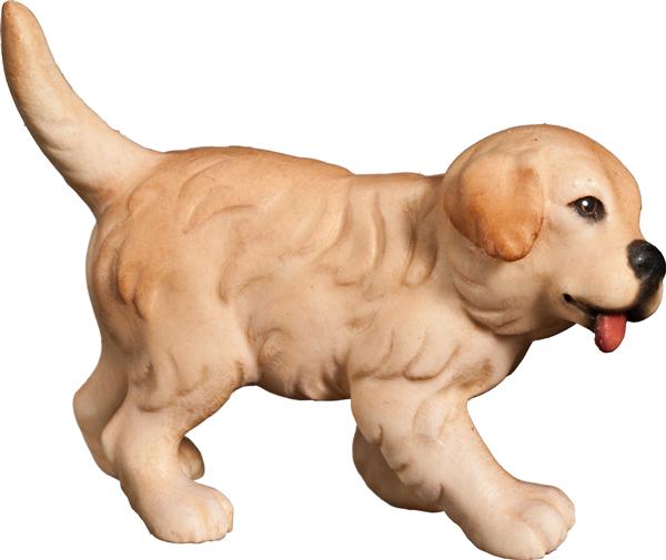 Golden Retriever Welpe Golden Retriever Welpe