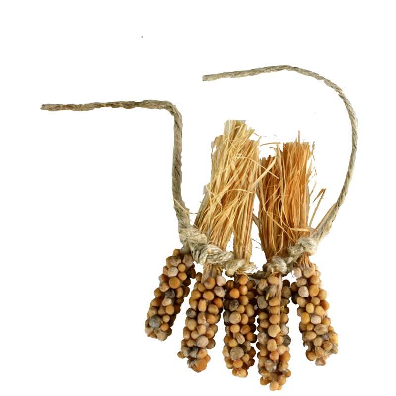 5 Maiskolben zusammengebunden 5 Maiskolben zusammengebunden