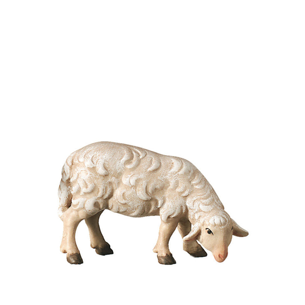 Schaf grasend Schaf grasend