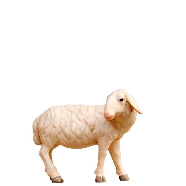 Schaf zurückschauend Schaf zurückschauend