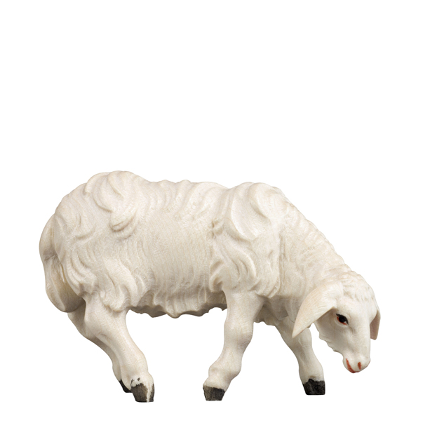 Schaf grasend Schaf grasend