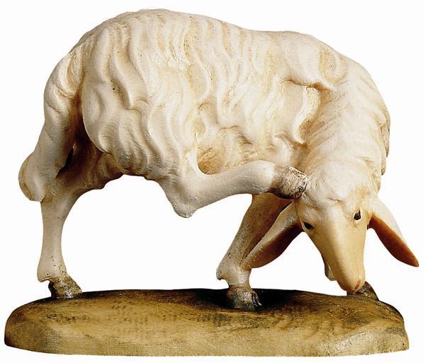 Schaf Kopf nach hinten Schaf Kopf nach hinten