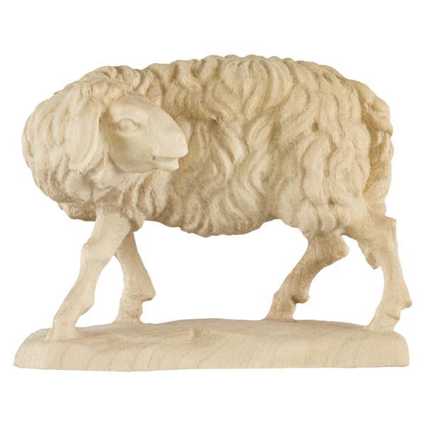 Schaf zurückschauend Schaf zurückschauend