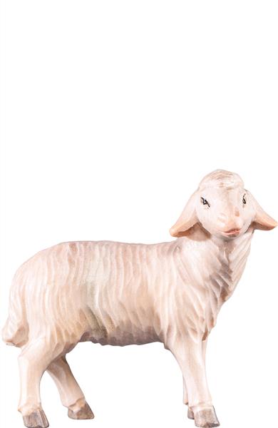 Schaf stehend Schaf stehend