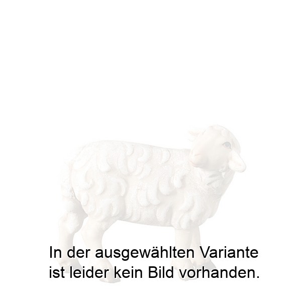 Schaf stehend zurückschauend