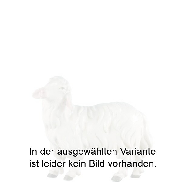 Schaf stehend links Schaf stehend links