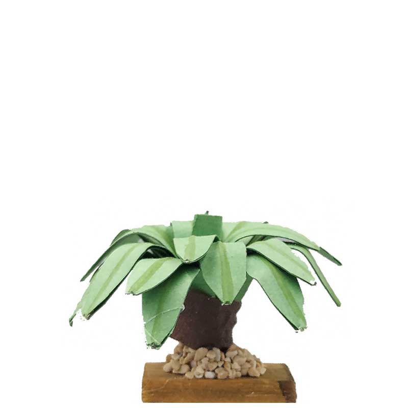Agave Agave