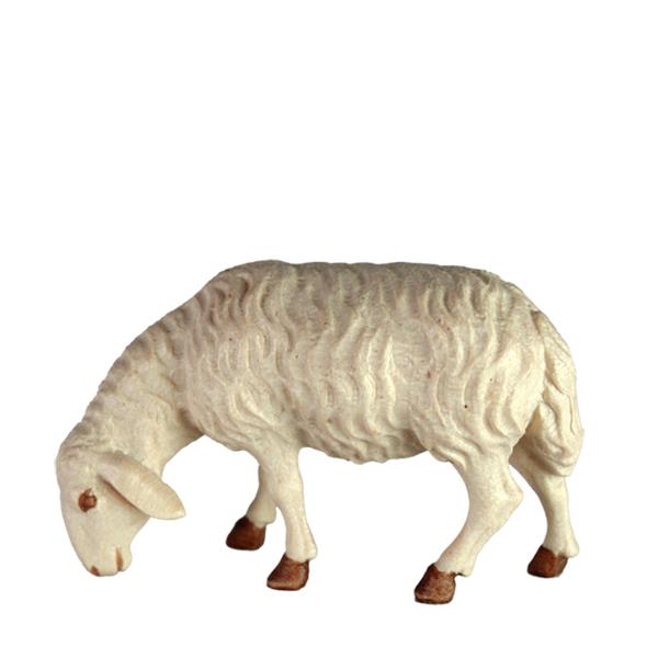 Schaf grasend rechts Schaf grasend rechts