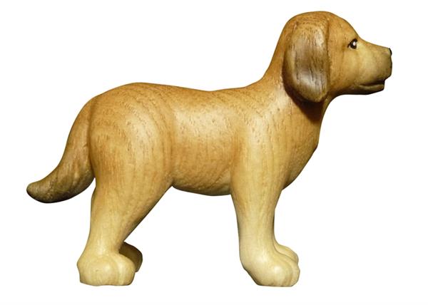 Hund