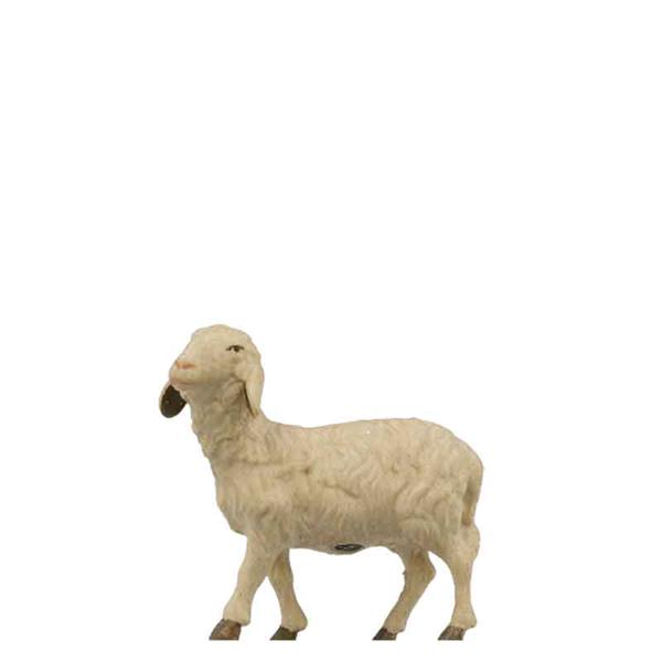 Schaf stehend Schaf stehend