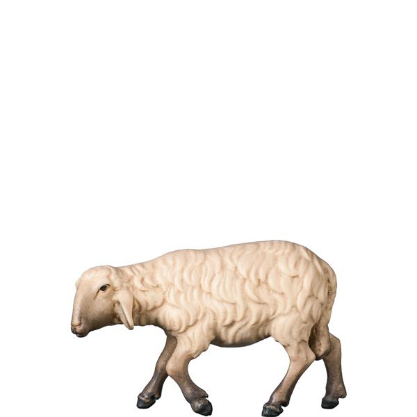 Schaf gehend Schaf gehend