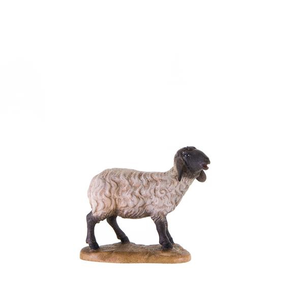 Schwarzköpfiges Schaf stehend