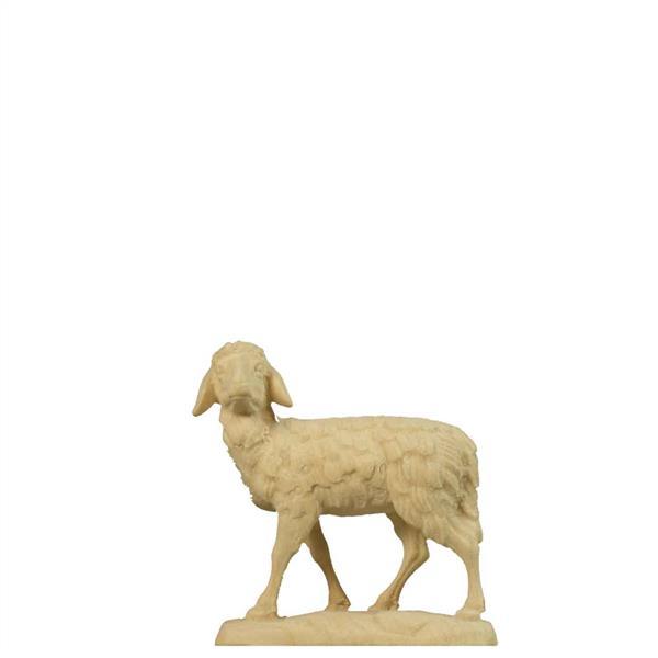Schaf Schaf