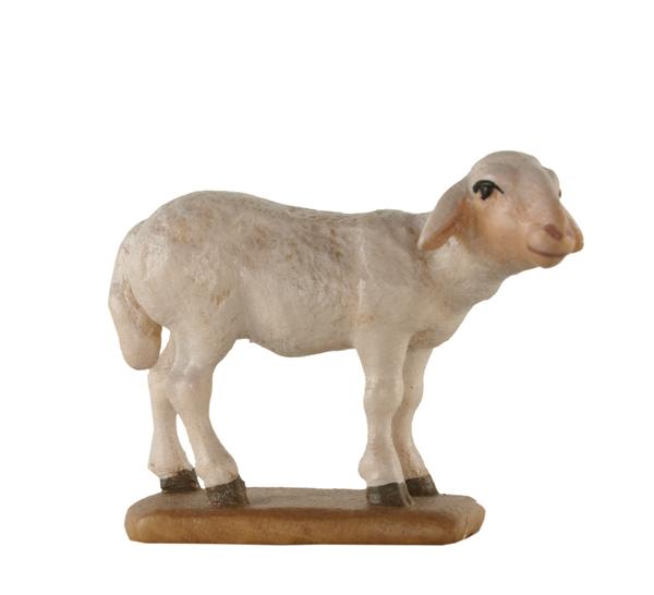 Schaf Kopf hoch Schaf Kopf hoch