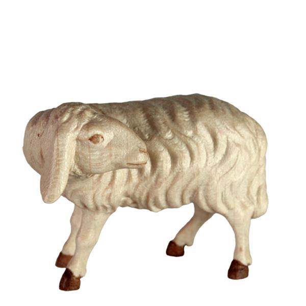Schaf schauend Schaf schauend
