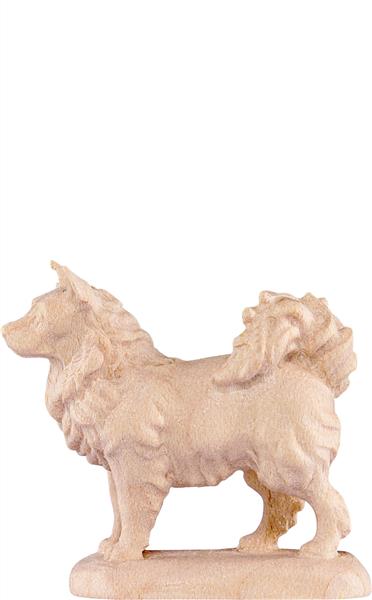 Spitzhund Spitzhund