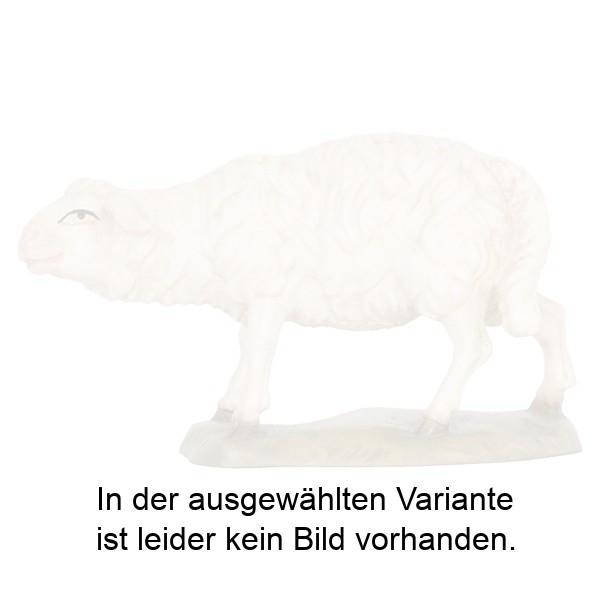 Schaf schauend Schaf schauend
