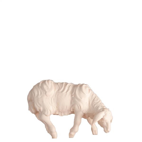 Schaf grasend Schaf grasend