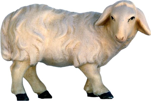 Schaf schauend